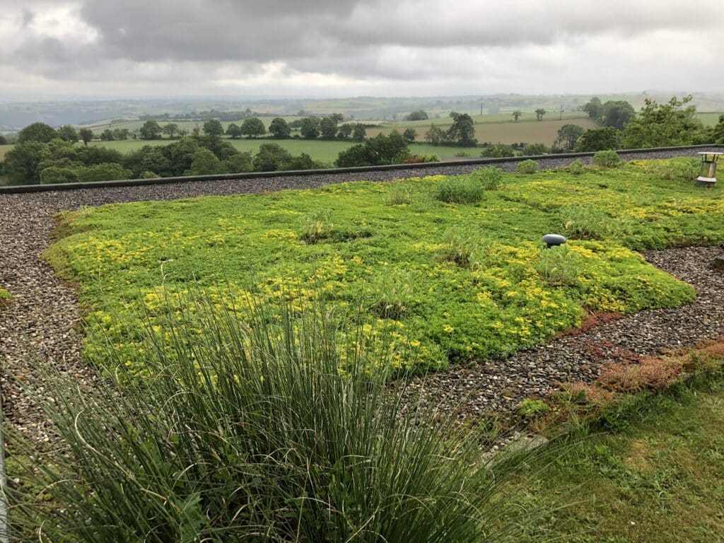 Toiture Végétalisée avec Sédums et Vue sur la Campagne Toiture végétale en sedum fleuri offrant une vue sur un paysage rural vallonné sous un ciel nuageux.